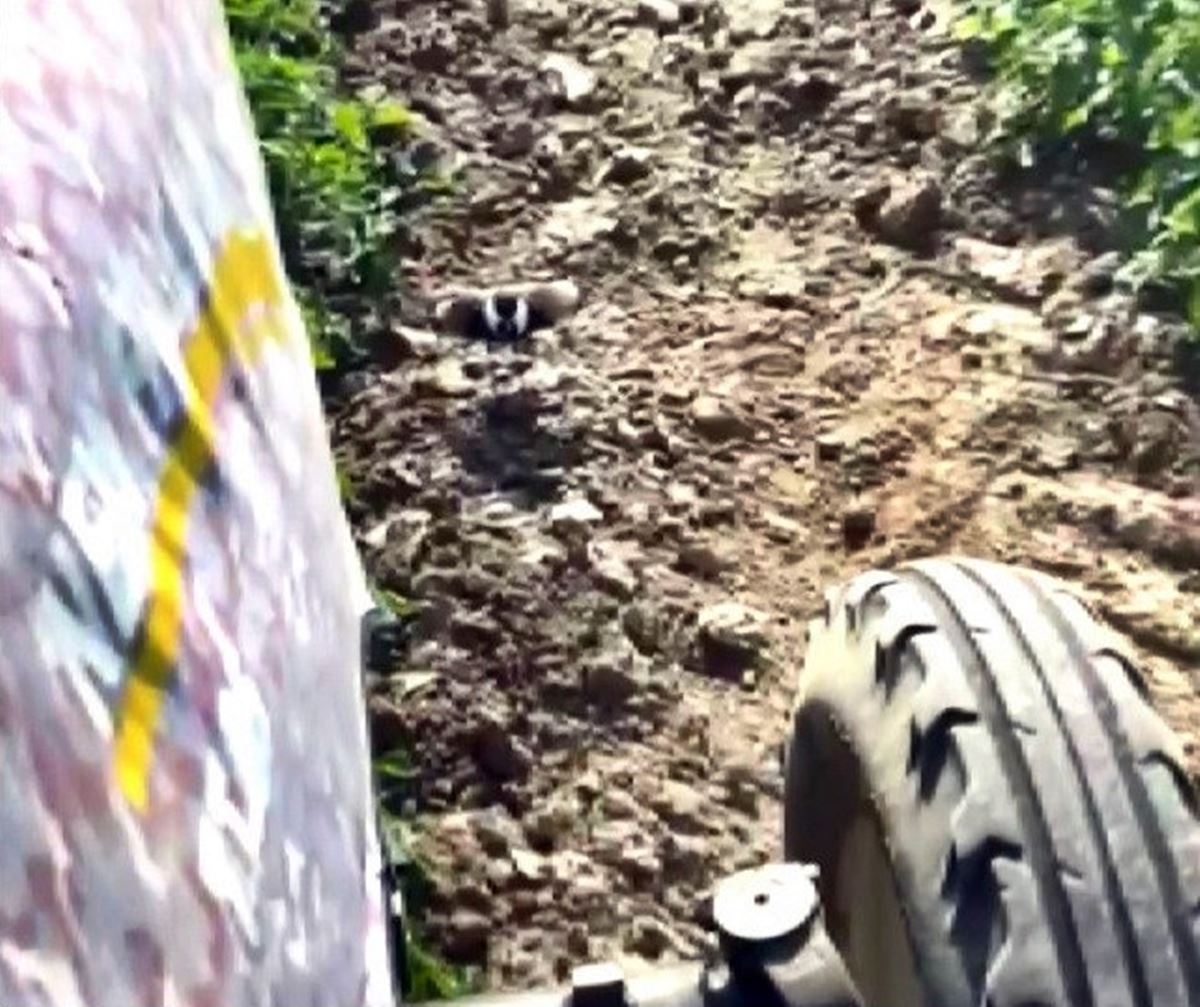 yuvasini-koruyan-kus-1