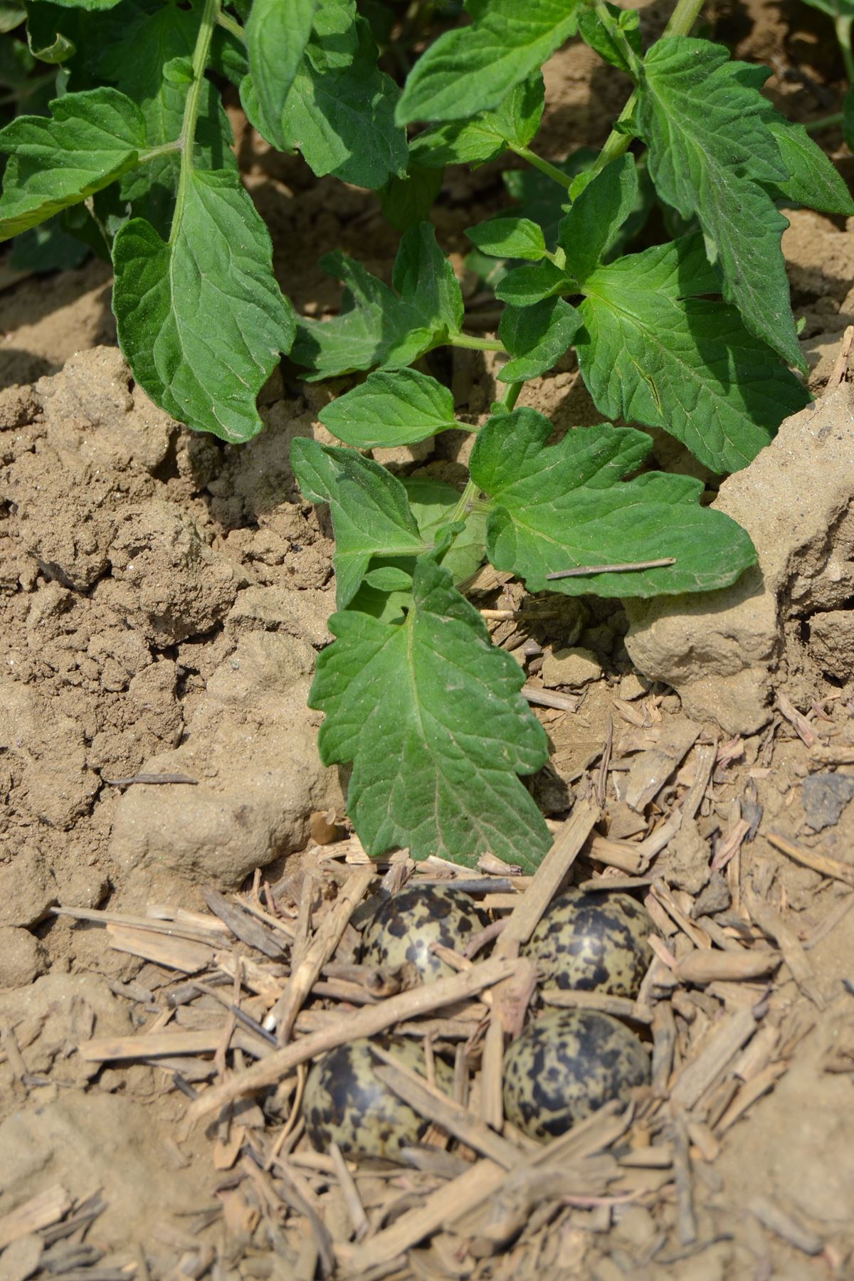 yuvasini-koruyan-kus-7