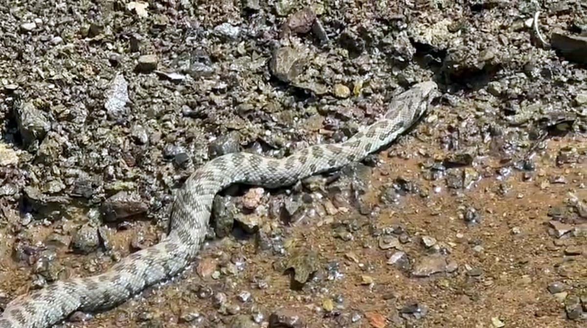 en-cok-yilan-olan-iller-1