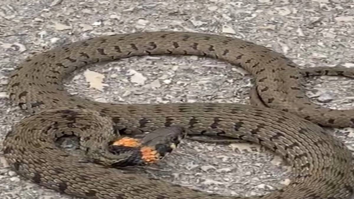 ghghgh-2023-06-04t114602-038