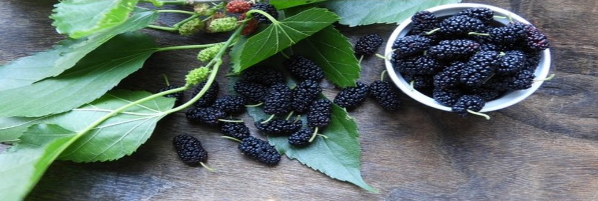 dut yaprağı faydaları