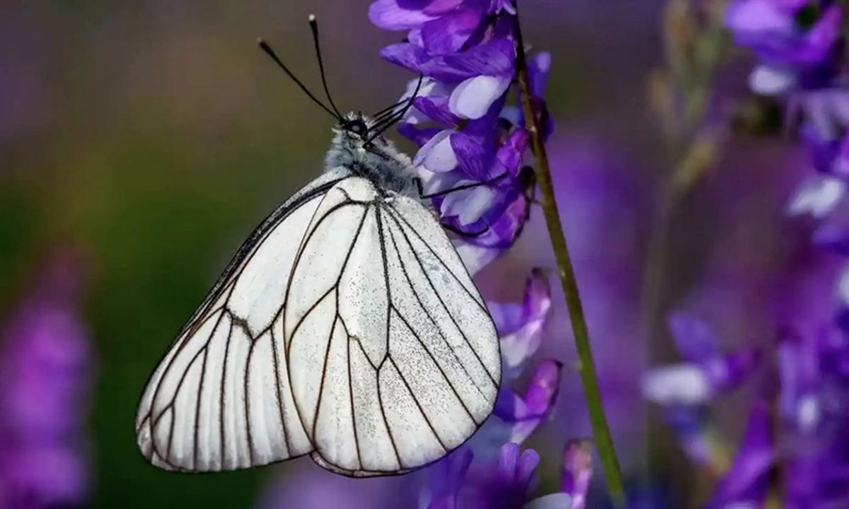 siyah-damarli-kelebek-1