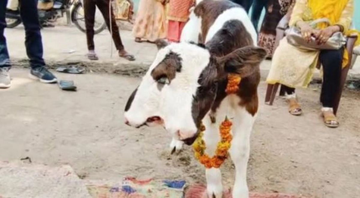 hindistan-cift-basli-inek-1