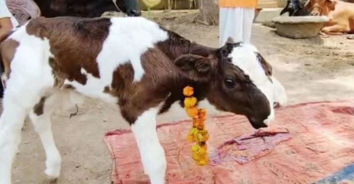 hindistan-cift-basli-inek-2