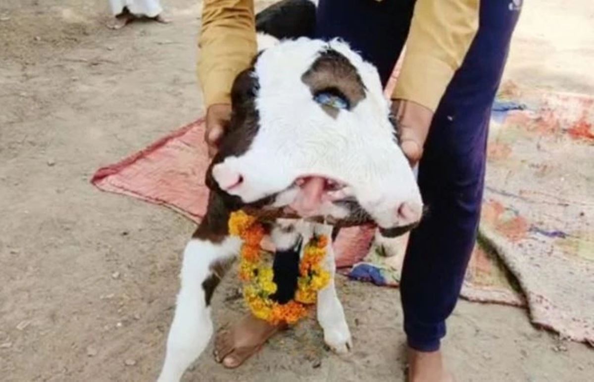 hindistan-cift-basli-inek-3