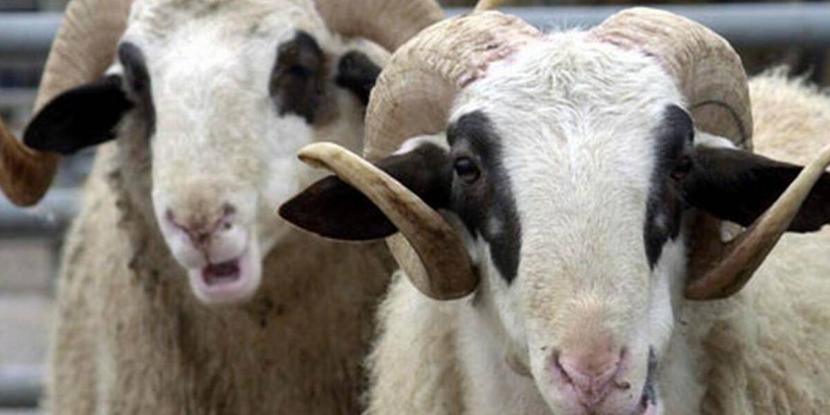 kurban-kacinci-gun-kesilir.jpg