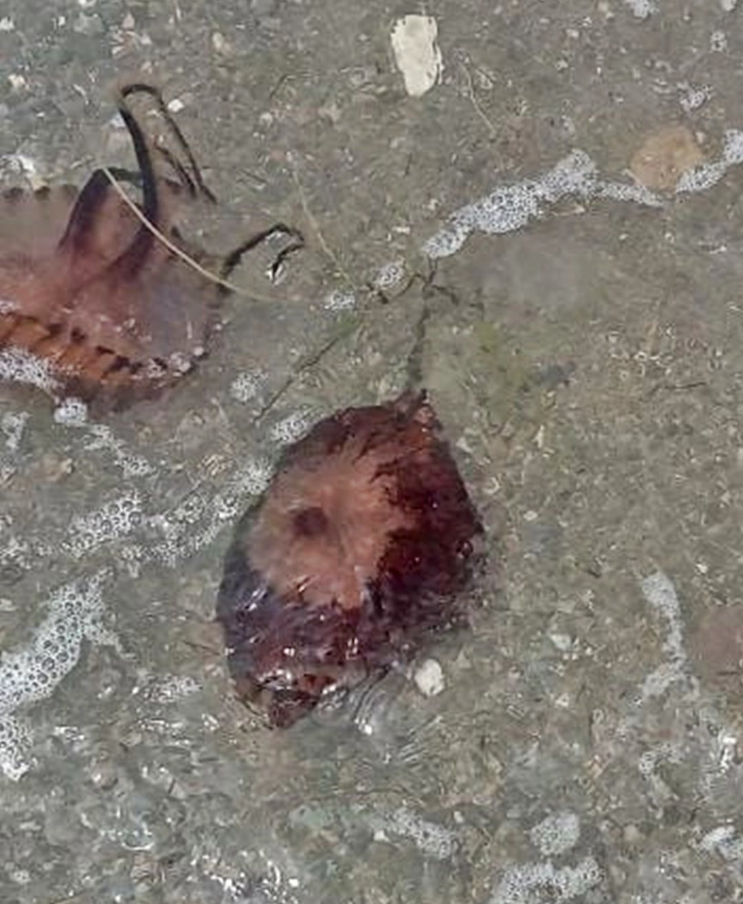 yalova-denizanasi-sorunu-1