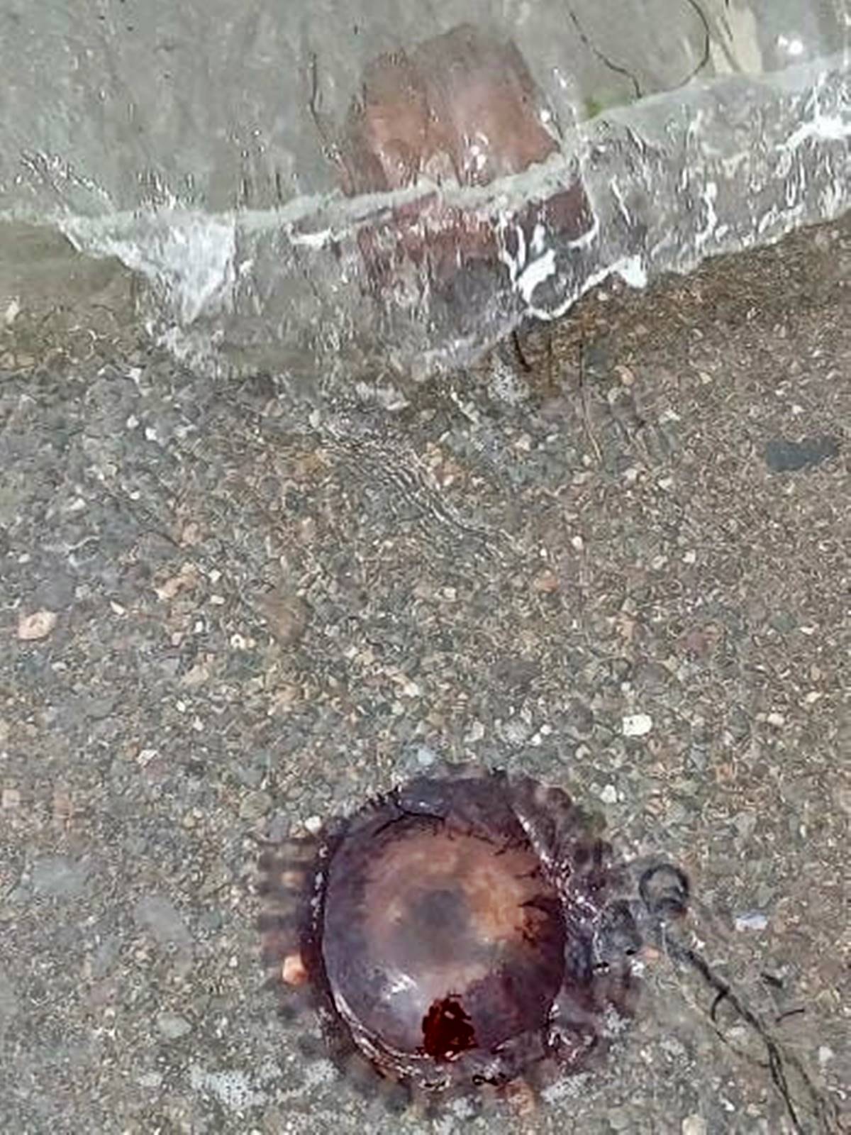 yalova-denizanasi-sorunu-2