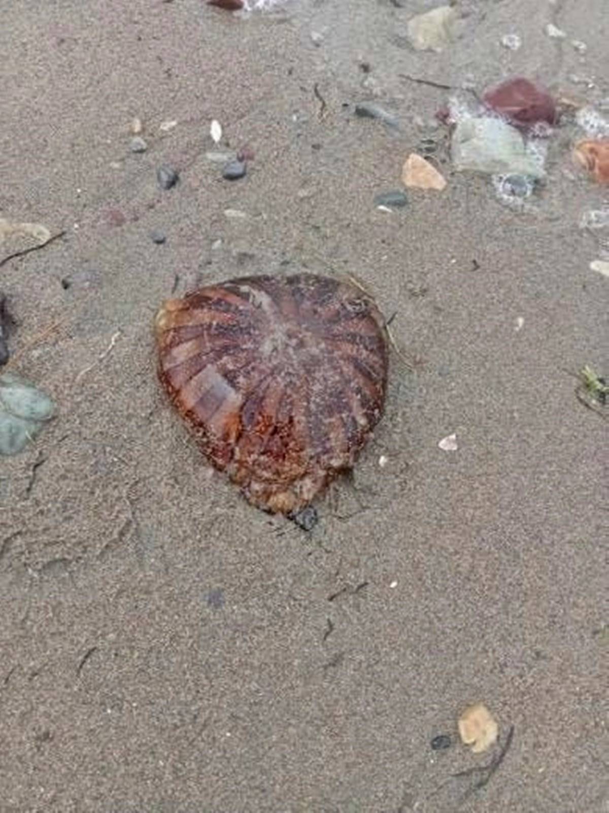 yalova-denizanasi-sorunu-3