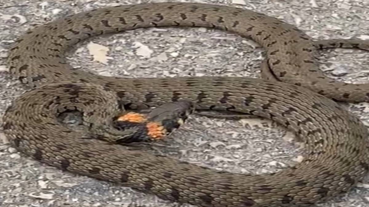 hghghg-2023-06-10t110429-240