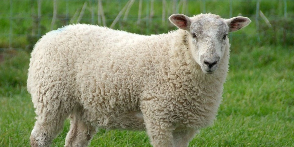 Taksitli Kurbanlık Satışı Başlıyor