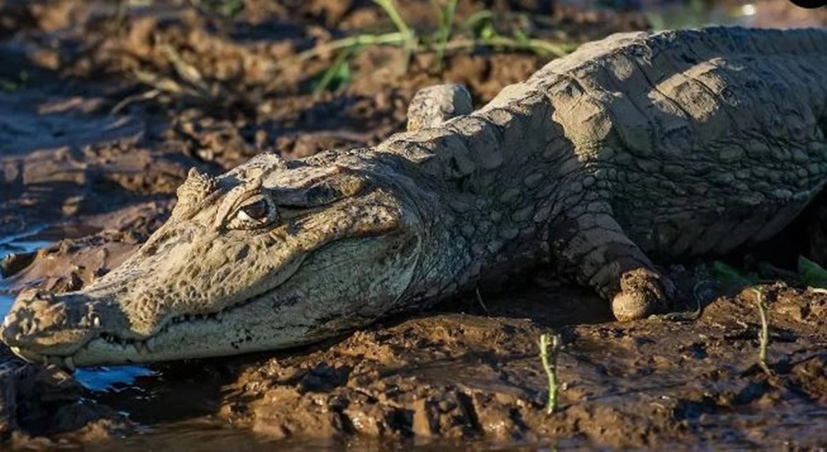 babasiz-dogan-timsah-3