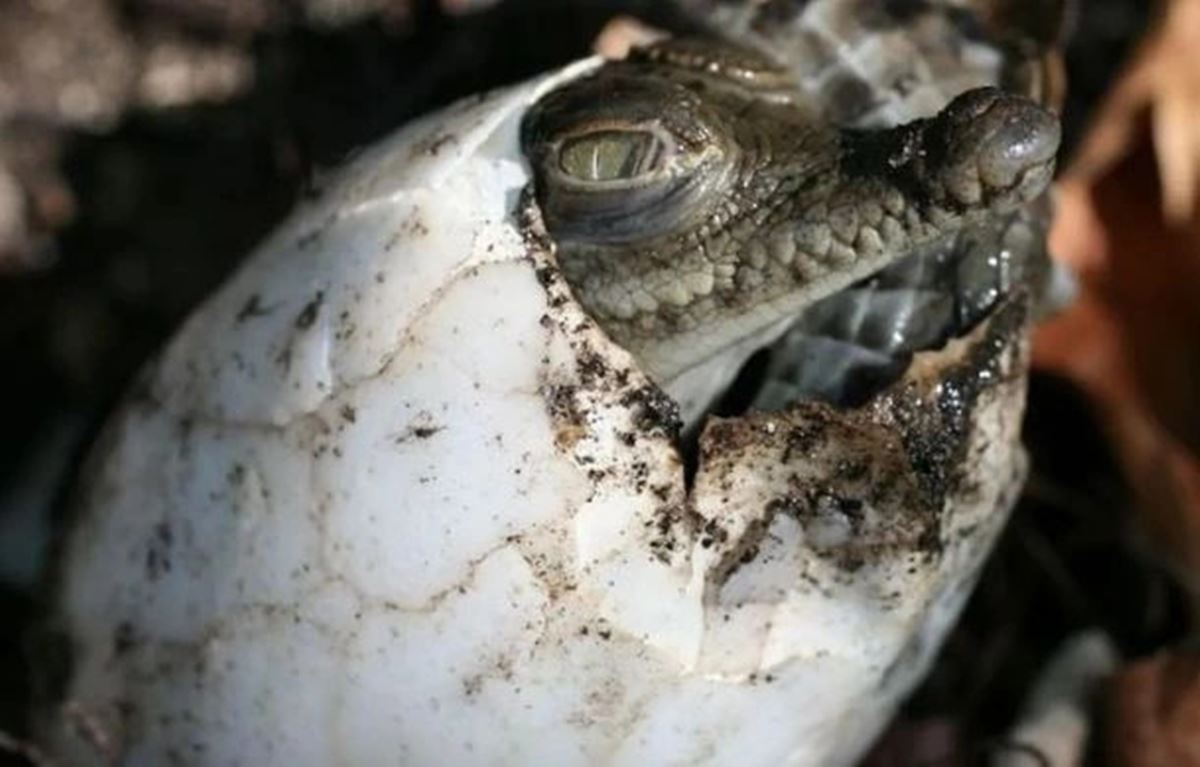 babasiz-dogan-timsah-5