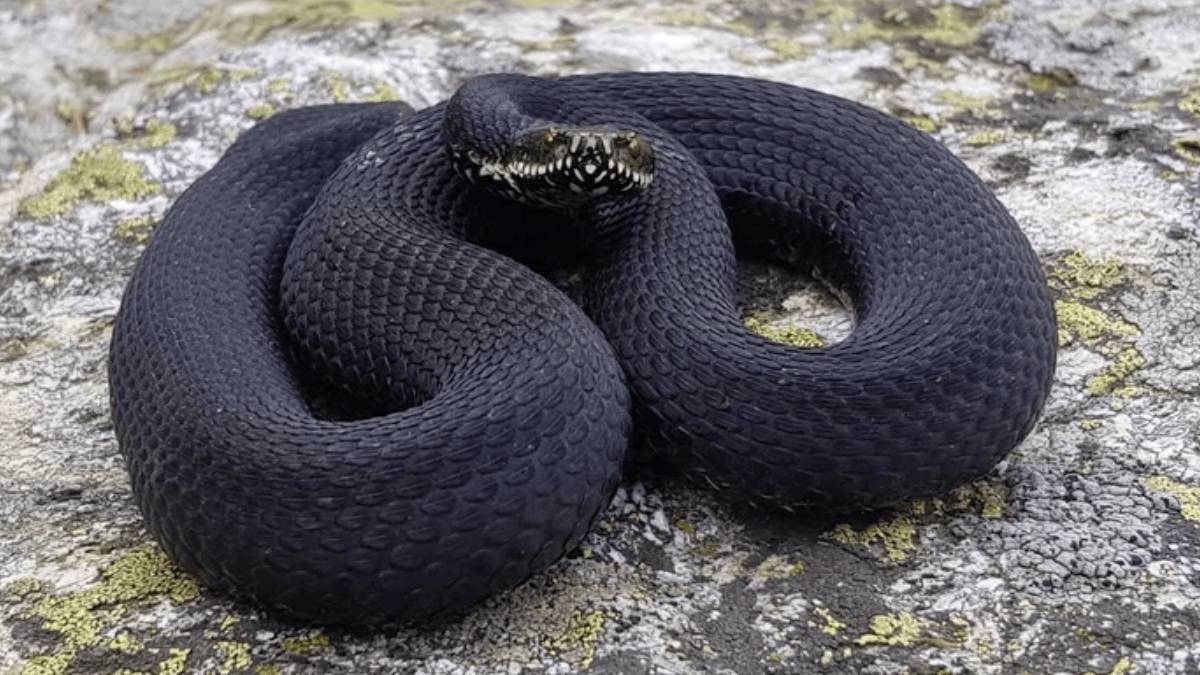 gfgfgf-2023-06-11t120604-177