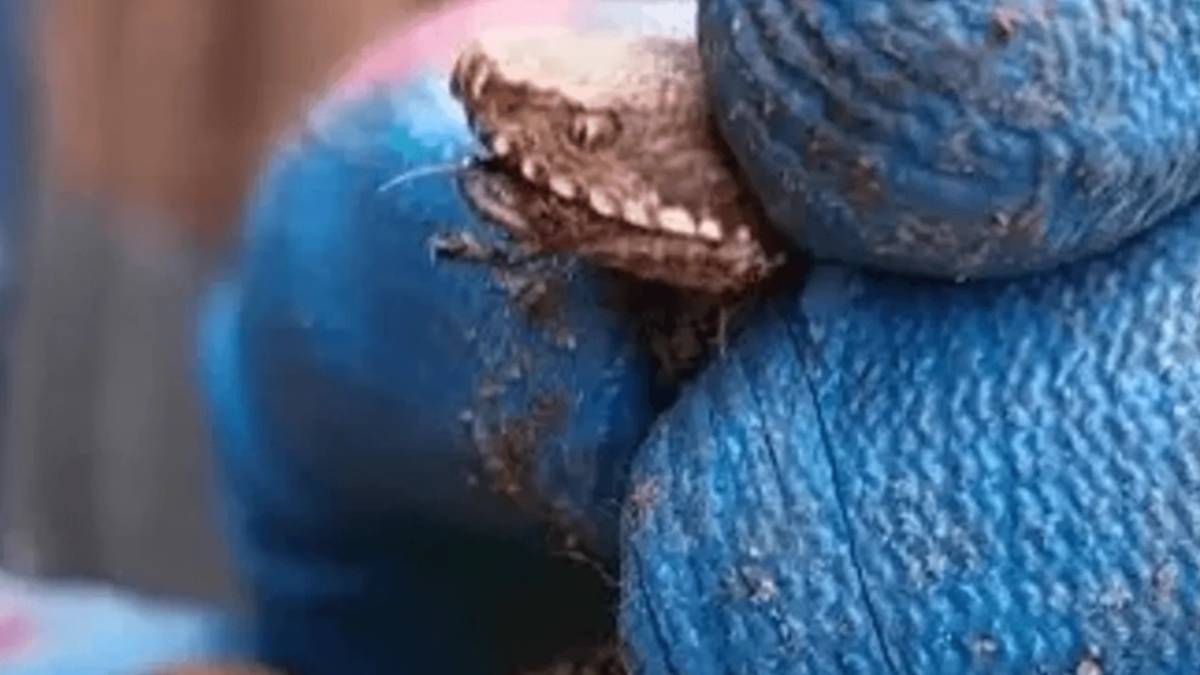 gfgfgf-2023-06-11t120616-761