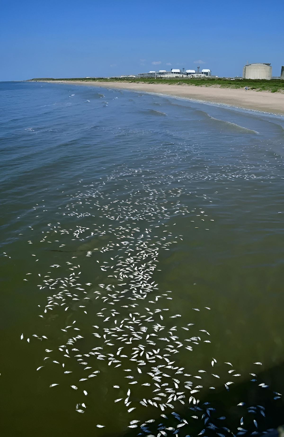 supheli-balik-olumleri-1