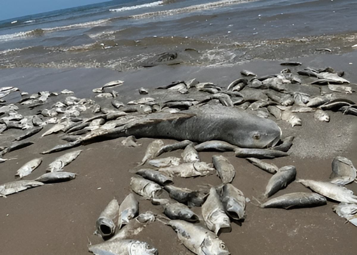 supheli-balik-olumleri-2