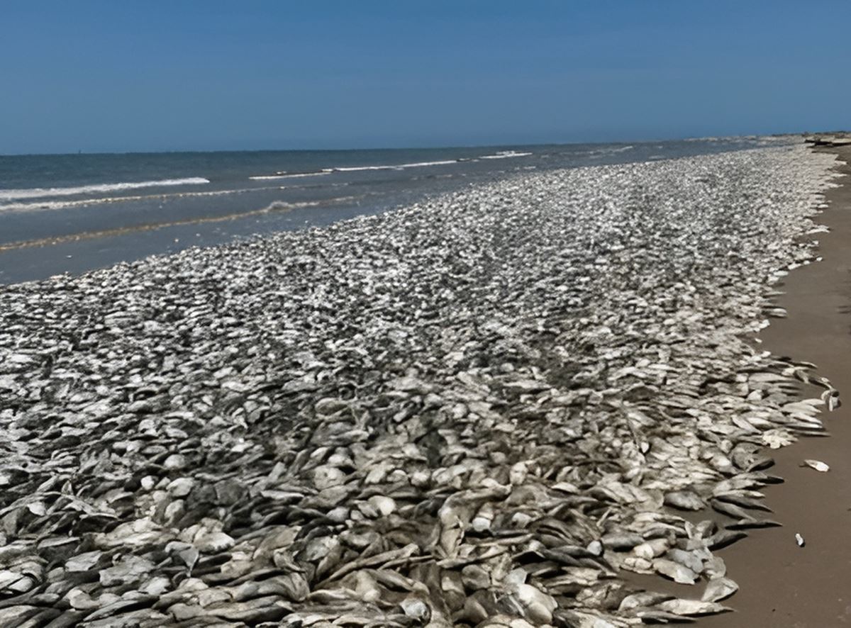 supheli-balik-olumleri-4