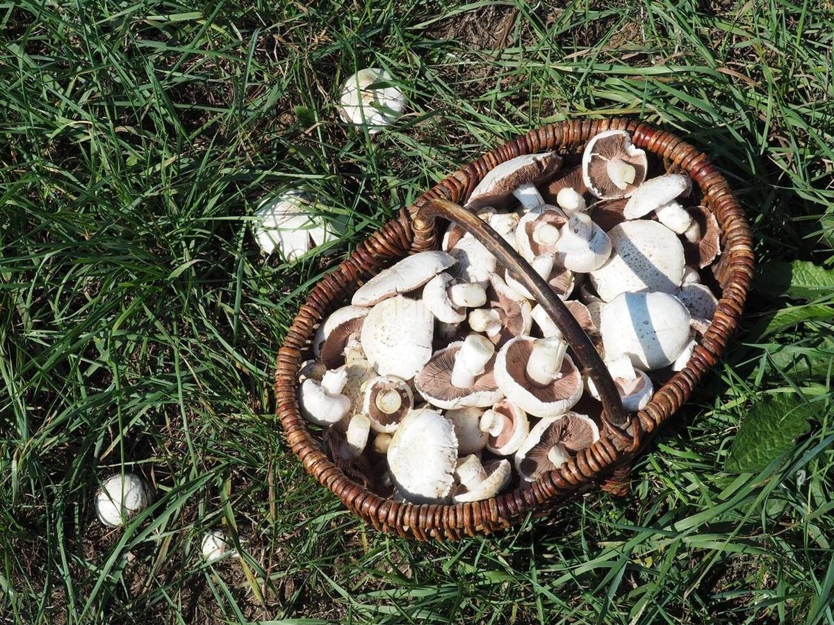 mantar-zehirlenmesi-oldurur-mu