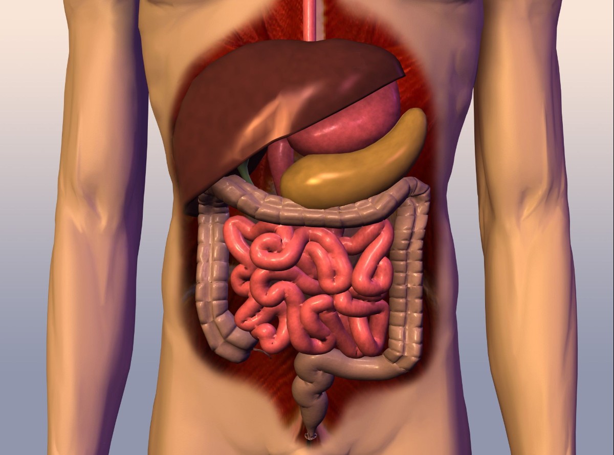 Как выглядит желудочно кишечный тракт человека фото