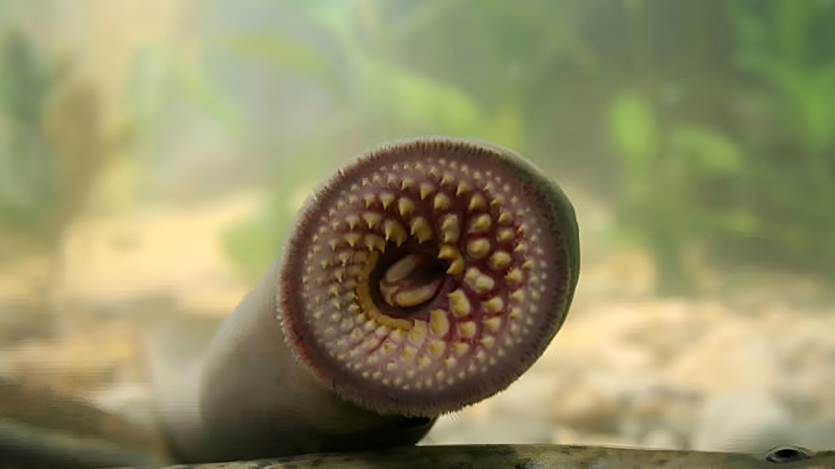 deniz-tasemeni-nasil-beslenir