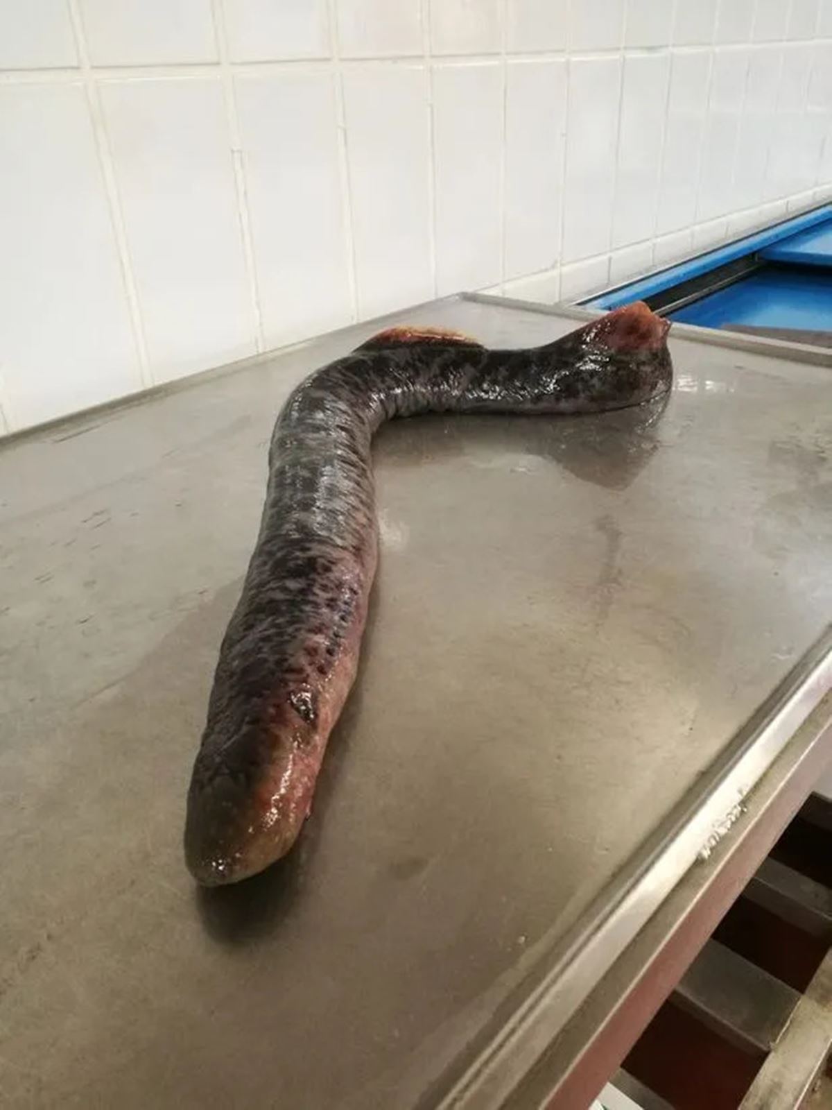 deniz-tasemeni-nasil-bir-hayvan