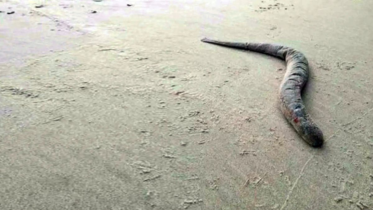 deniz-tasemeni-ne-yer