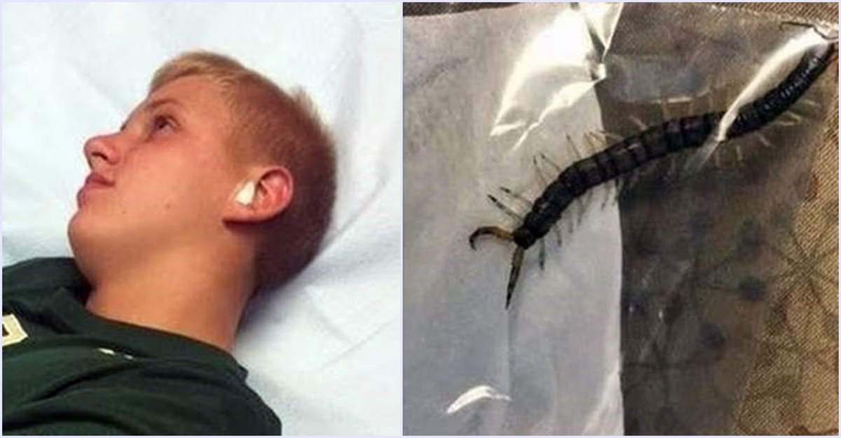 kulagin-icinde-yasayabilen-bocekler