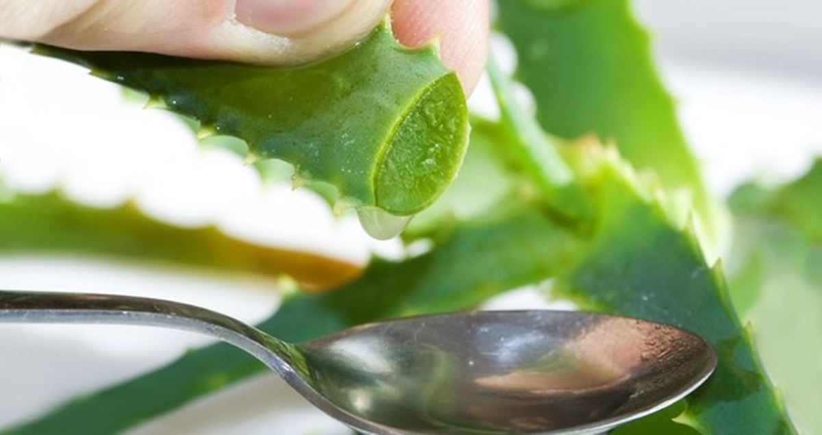 evde-aloe-vera-nasil-yetistirilir-1