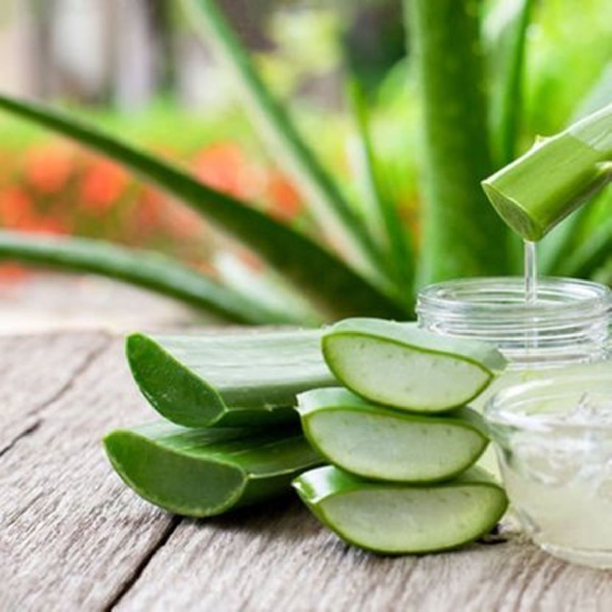 evde-aloe-vera-nasil-yetistirilir-2