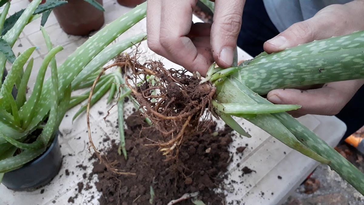 evde-aloe-vera-nasil-yetistirilir-3
