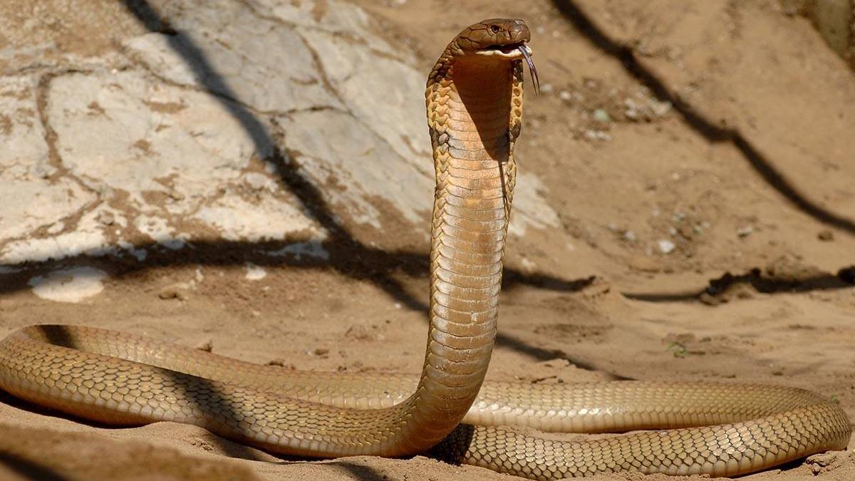 kral kobra adamın yanında duruyor