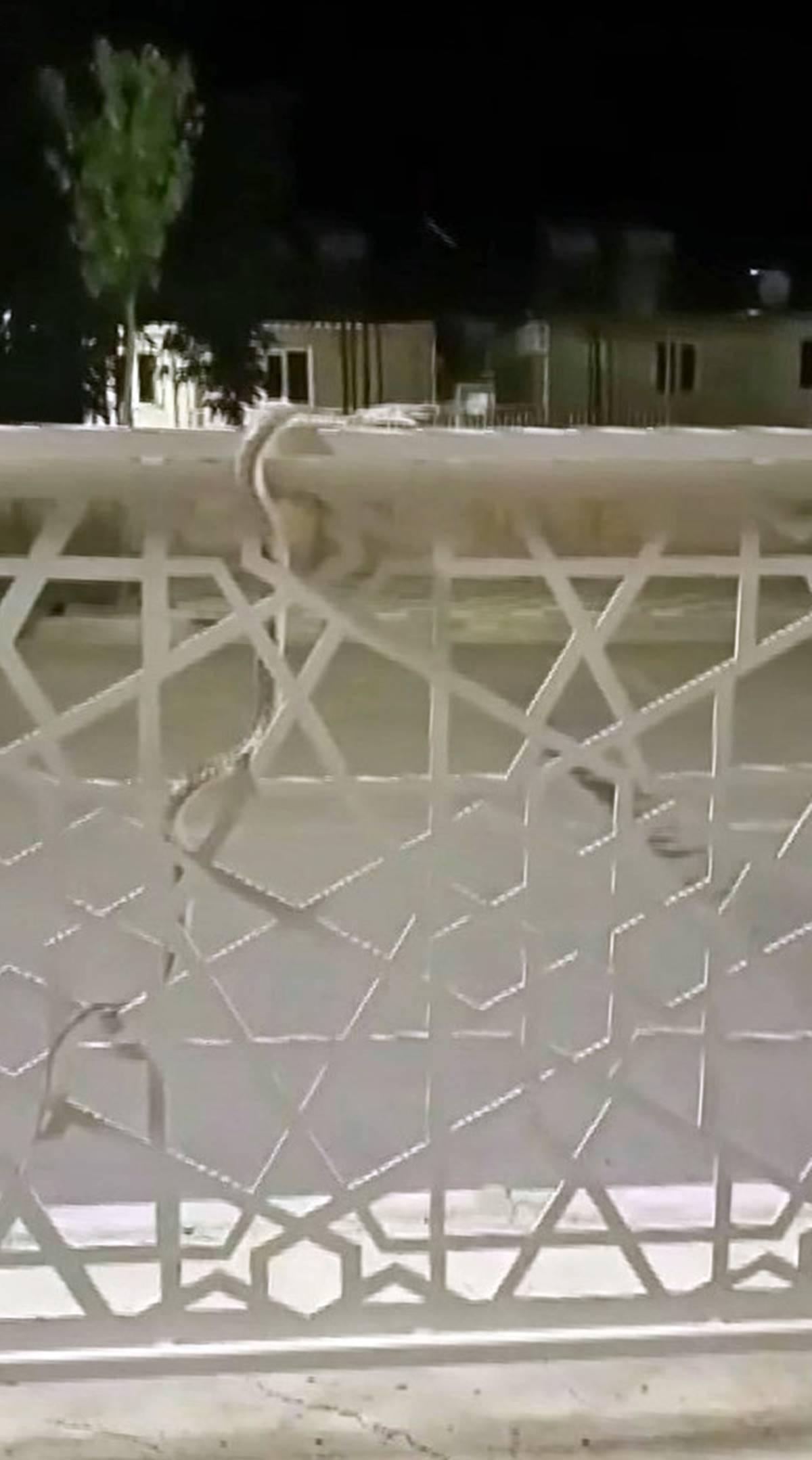 elazig-sokaklarinda-yilan-goruldu-001