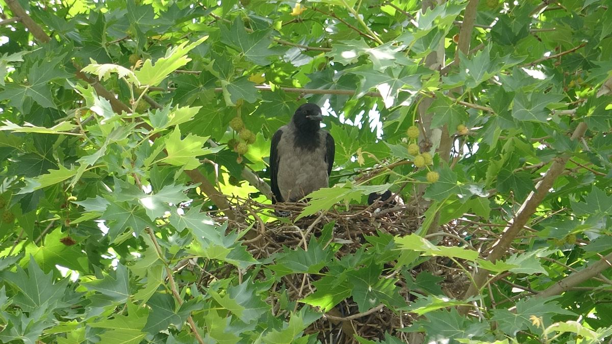 tokatta-insanlara-saldiran-karga-2