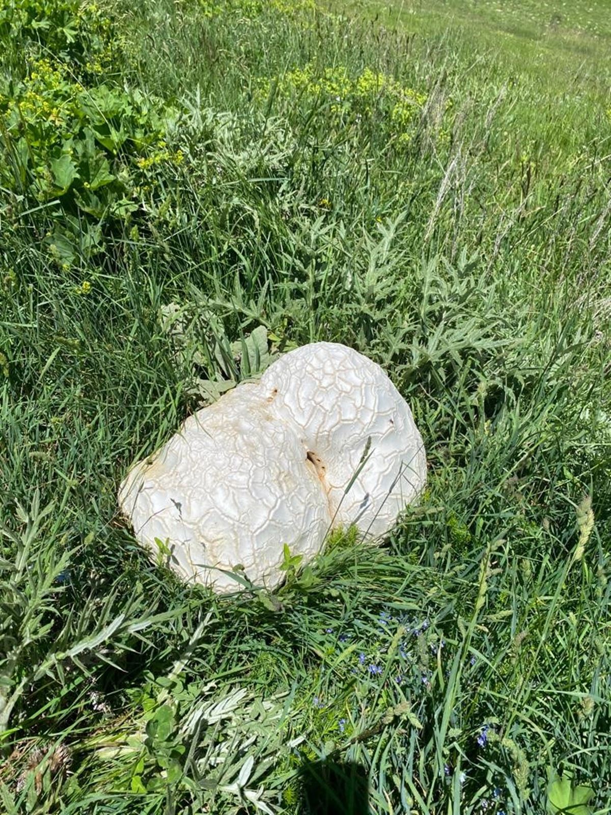 13-kiloluk-dev-mantar-3