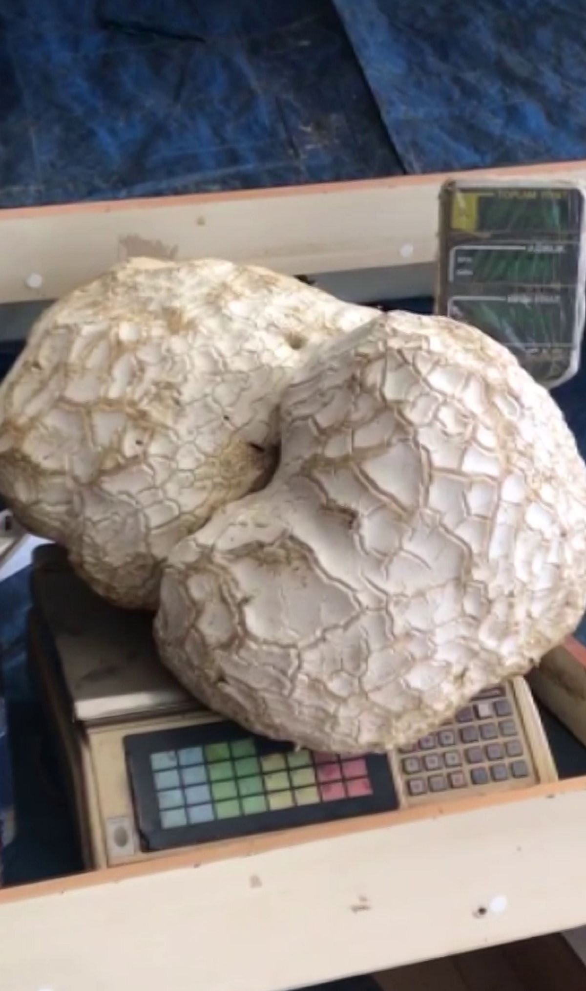 13-kiloluk-dev-mantar-4