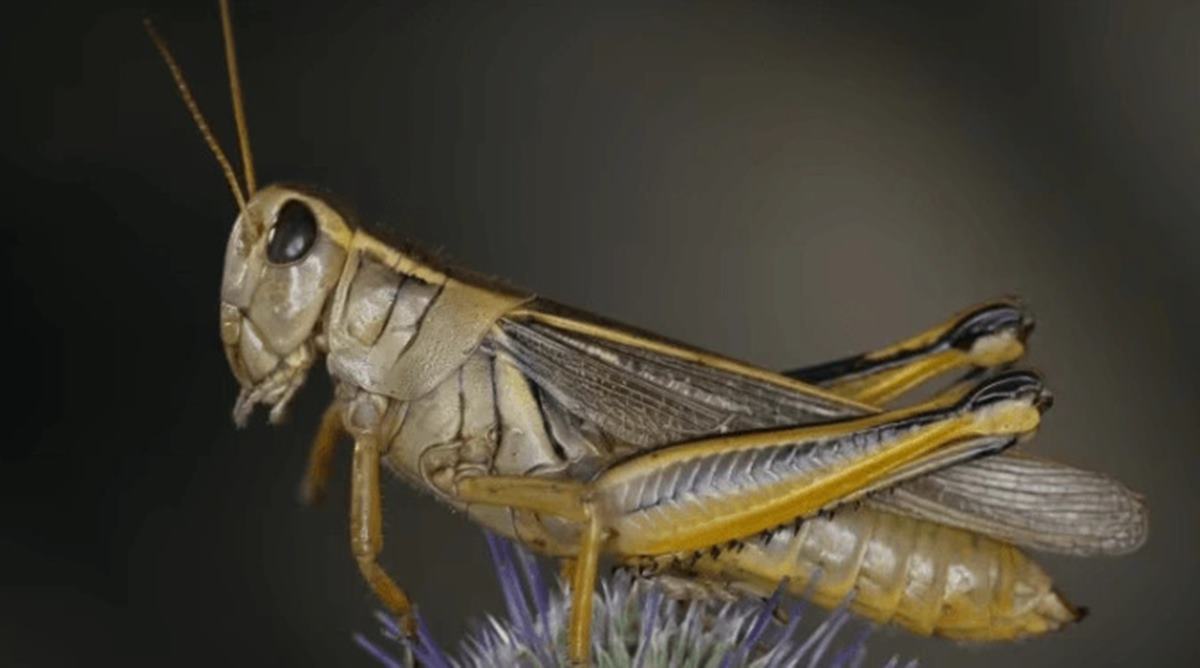 cekirge-istilasi-nerelerde-olur