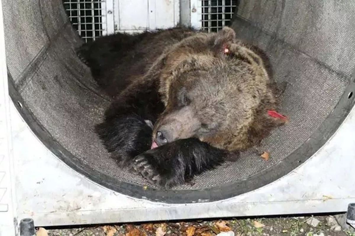 idama-mahkum-edilen-ayi-affedildi-3