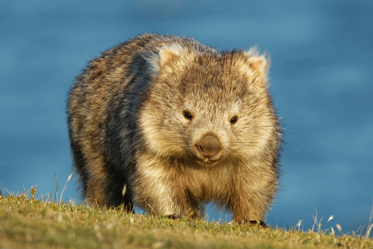 vombat-nasil-bir-canlidir-ozellikleri-nelerdir-1647610203-copy