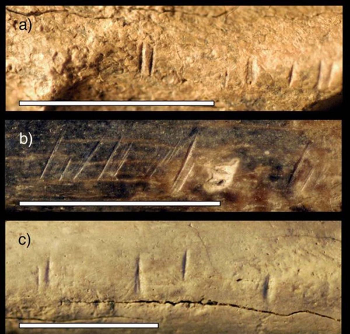 ilk-insanlar-birbirlerini-yiyormus-1