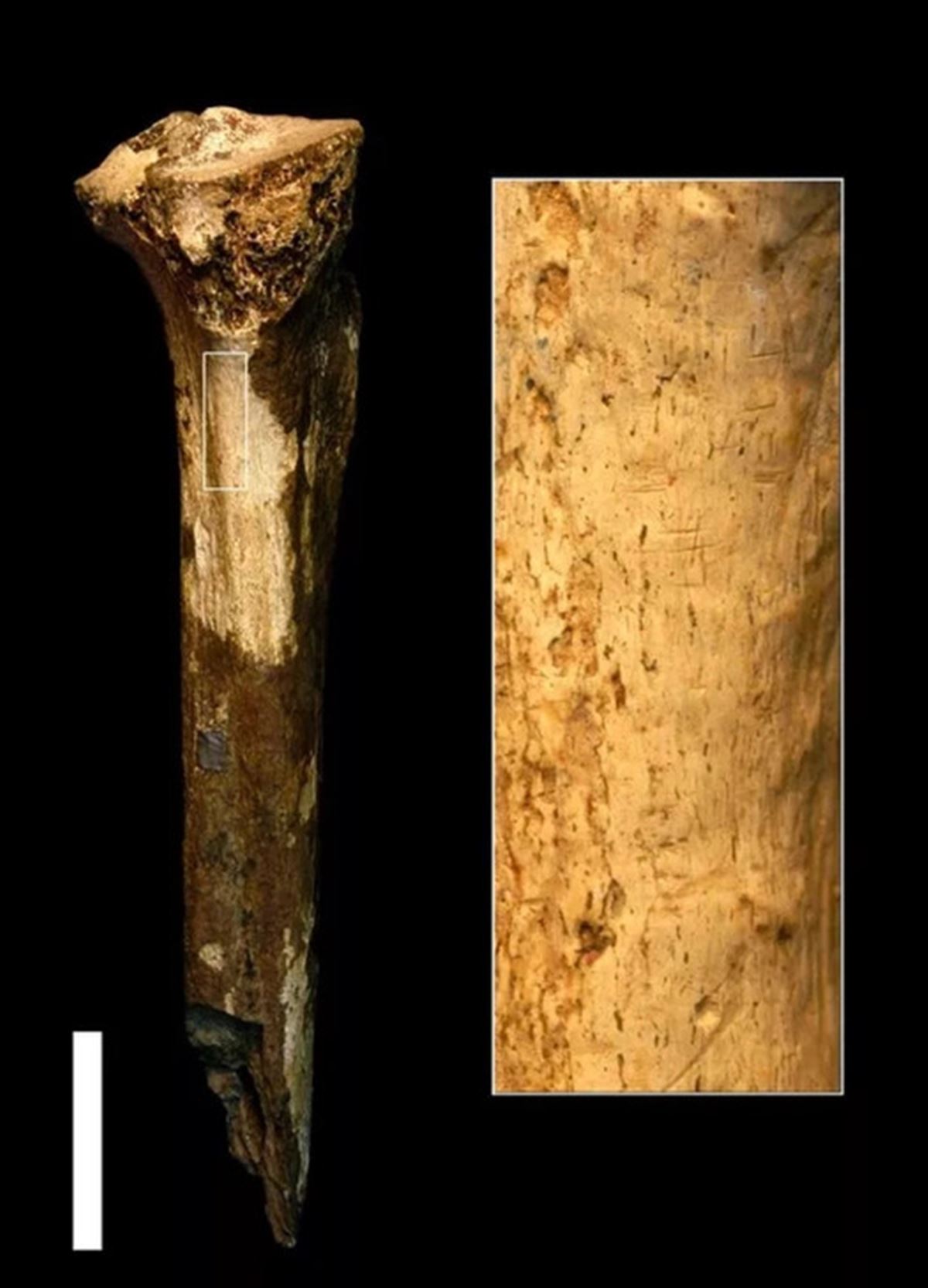 ilk-insanlar-birbirlerini-yiyormus-3