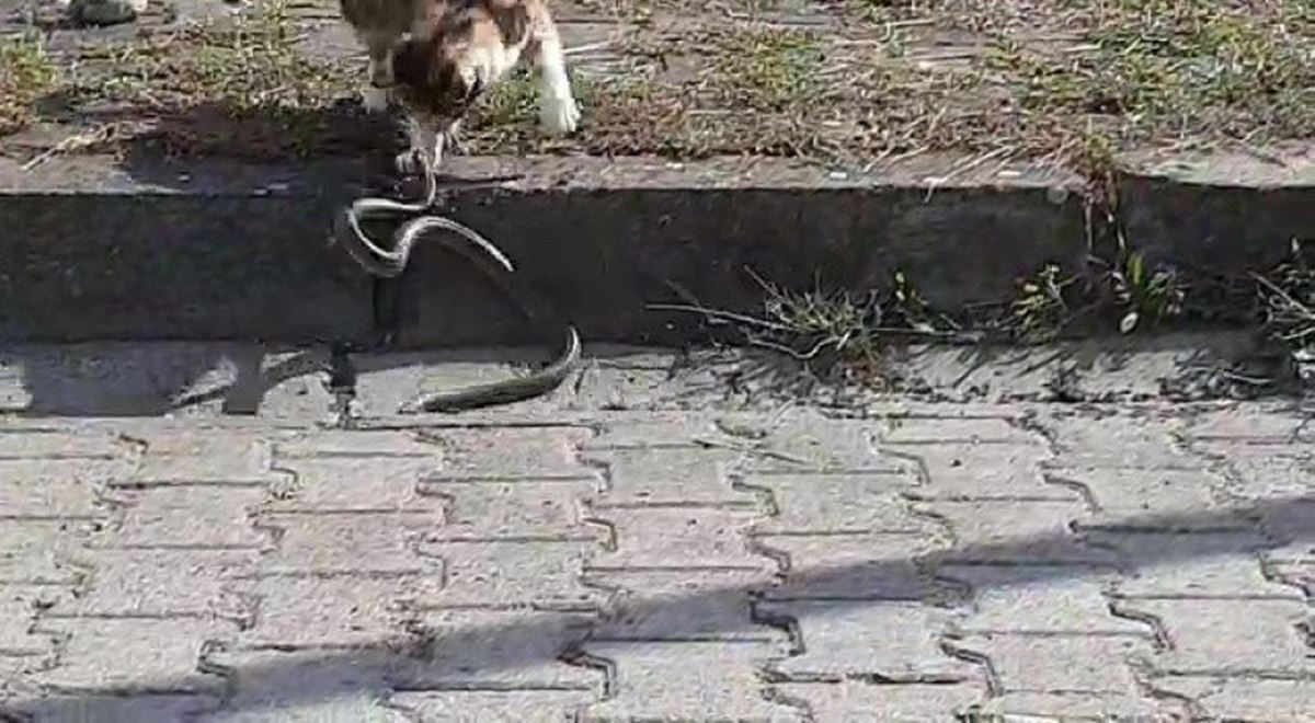 istanbul-yilan-var-mi-1