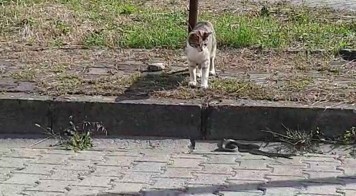 istanbul-yilan-var-mi-2