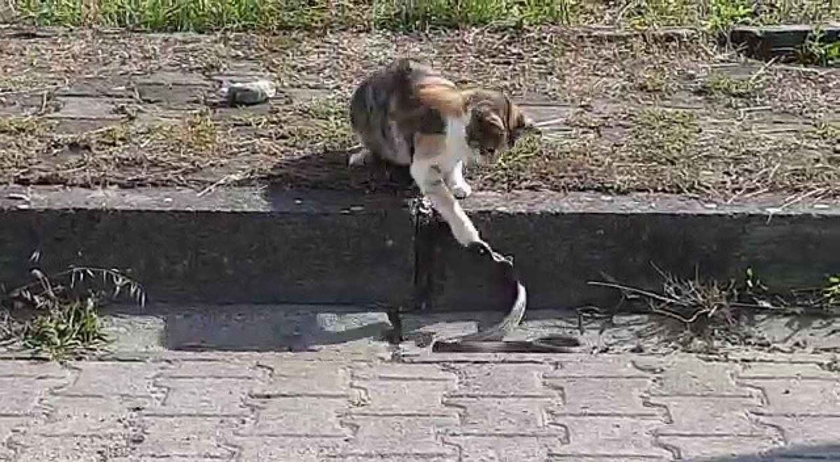 istanbul-yilan-var-mi-3