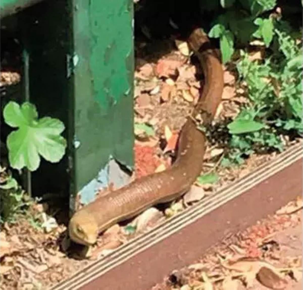 istanbulda-yilan-olur-mu