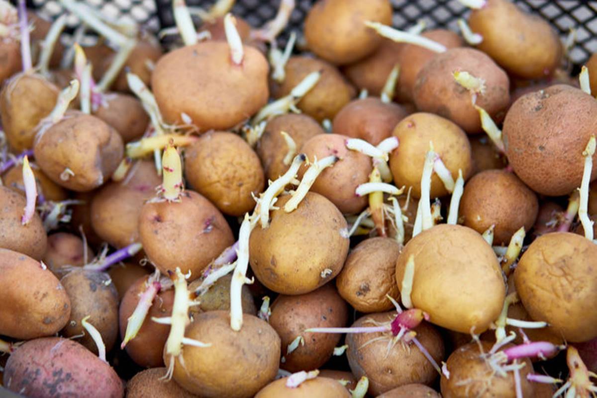 patatesin-tomurcuklanmasi-nasil-onlenir