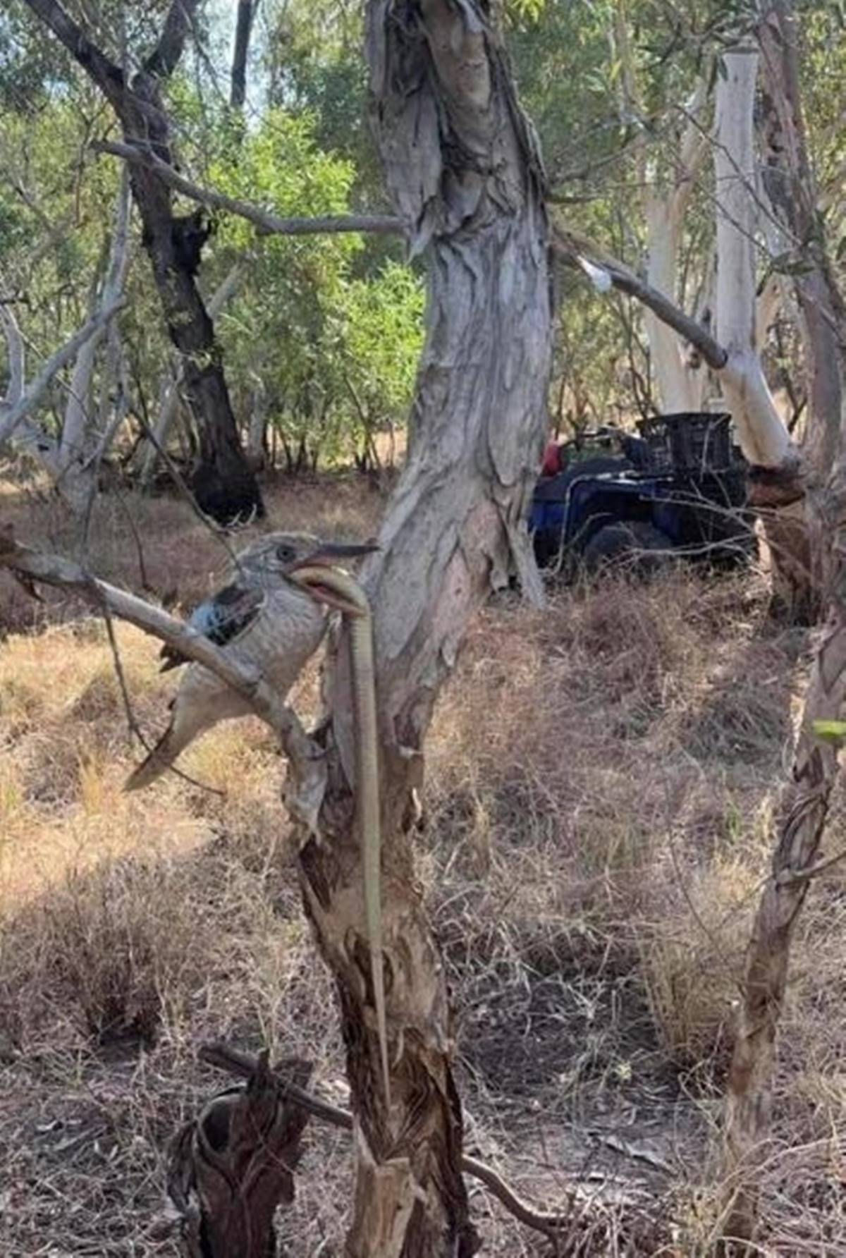 yilanin-dusmani-kookaburra