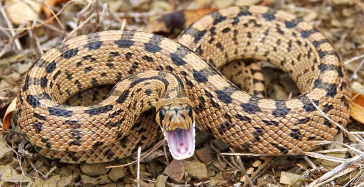 yilanlar-hangi-hayvandan-korkar