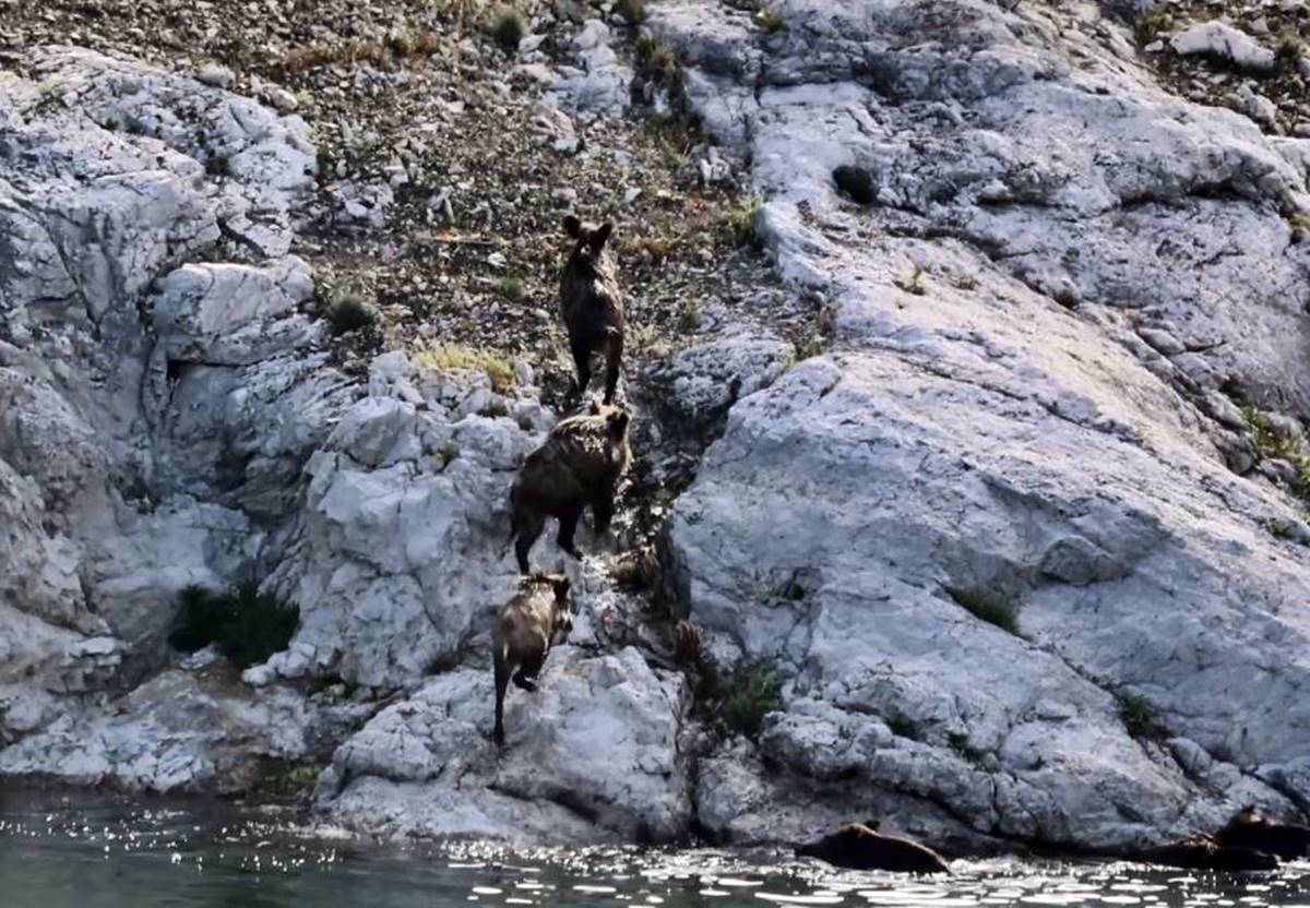 golden-cikan-yaban-domuzlari-korkuttu