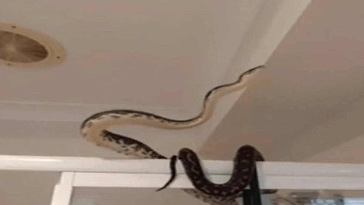 hghghg-2023-07-11t124918-073